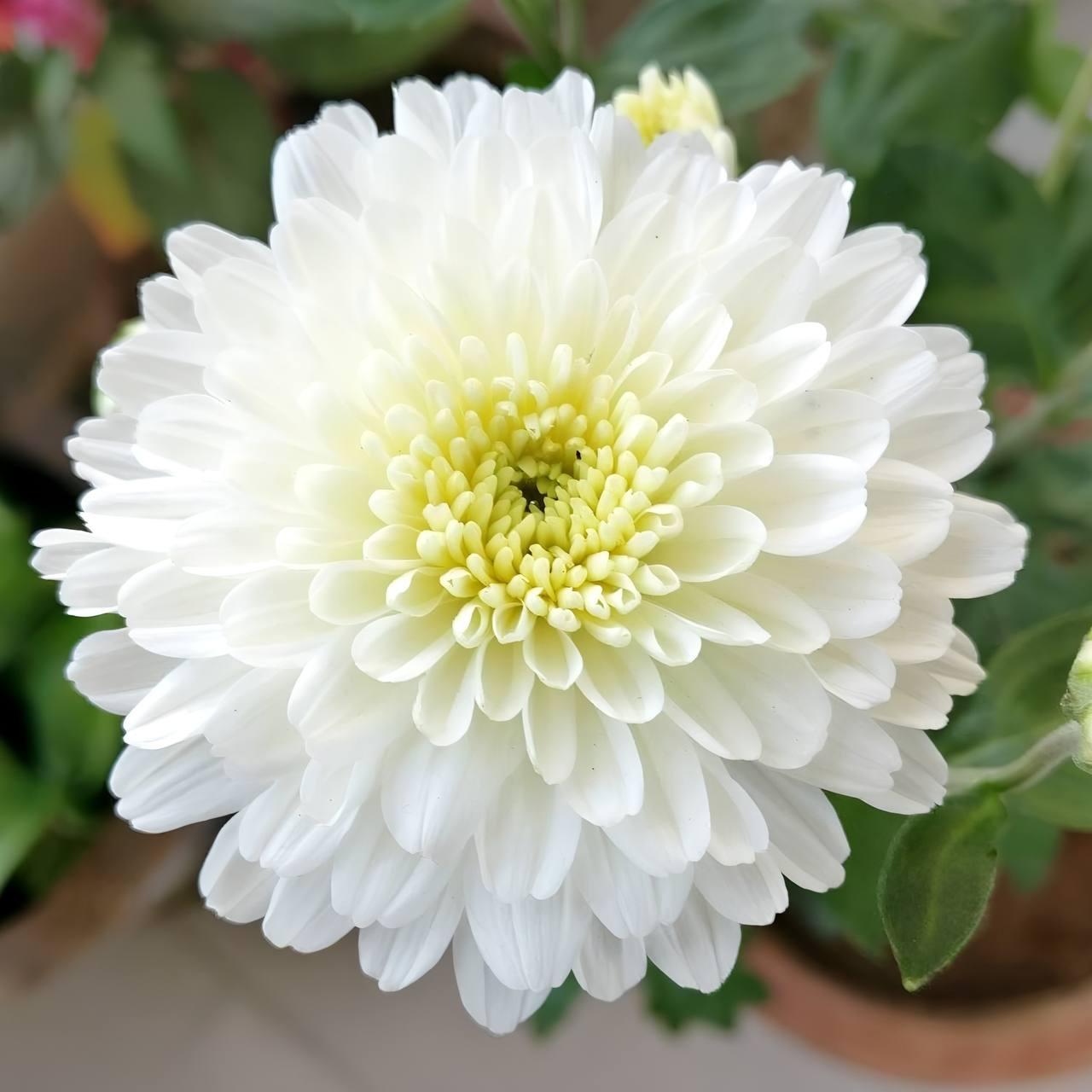 Саджанці Хризантеми мультифлора Бланшетт Вайт (Chrysanthеmum Blanchett White) Р9, фото 1