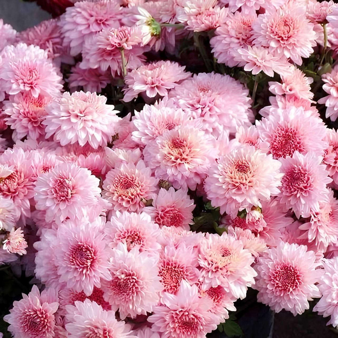 Саджанці Хризантеми мультифлора Бланшетт Пінк (Chrysanthеmum Blanchett Pink) Р9, фото 1