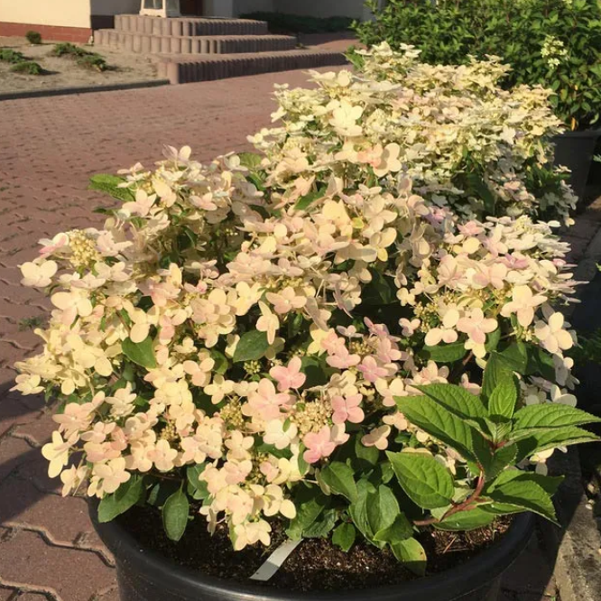 Саджанці Гортензії волотистої (3-х річна) Полестар (Hydrangea paniculata Polestar) С3, фото 1