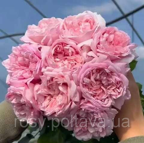 Маурітія (Mauritia), фото 1