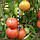 Насіння Томат Вано F1 10 шт СМ, фото 2