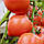 Насіння Томат Єва Панчева F1 10 шт СМ, фото 2