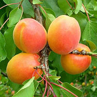 Саджанці абрикоса Вондер Кот