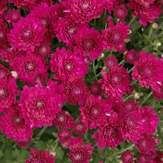 Саджанці Хризантеми мультифлора Адуро Пьорпл (Chrysanthеmum Aduro Purple) Р9, фото 1