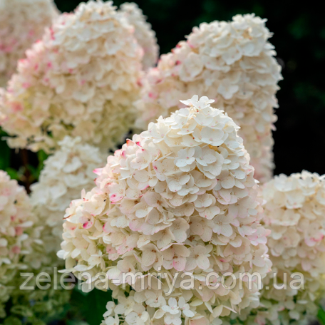 Гортензія волотиста Шуга Раш 2 роки С2, фото 1