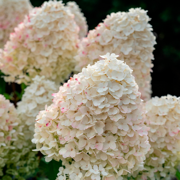 Гортензія волотиста Шуга Раш 2 роки С2