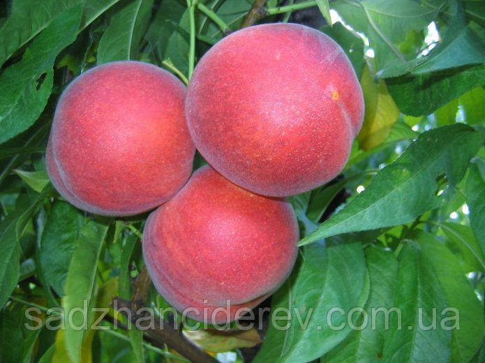 Саджанці персика Кондор