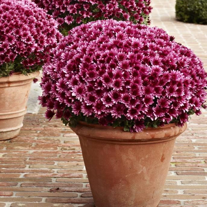 Саджанці Хризантеми мультифлора Адуро Віолет (Chrysanthеmum Aduro Violet) Р9, фото 1