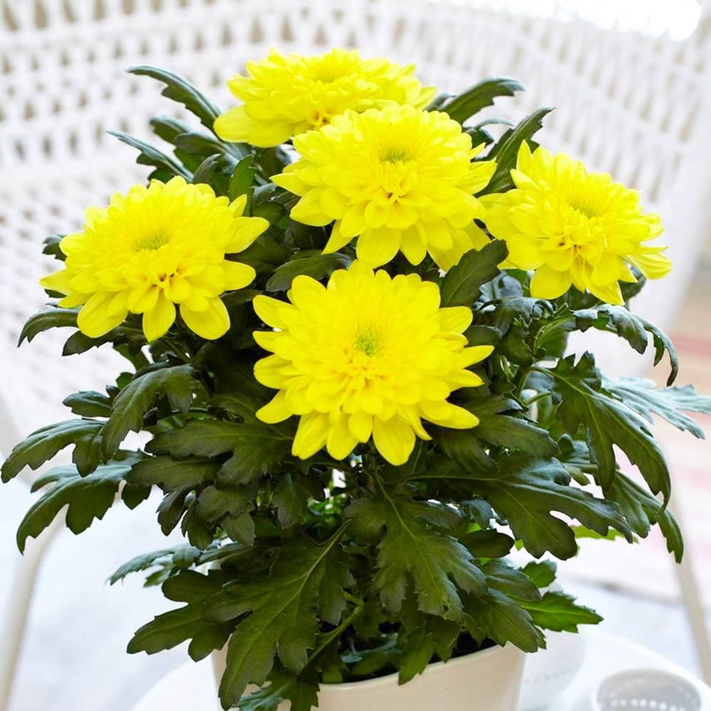 Саджанці Хризантеми мультифлора Бланшетт Єллоу (Chrysanthеmum Blanchett Yellow) Р9, фото 1