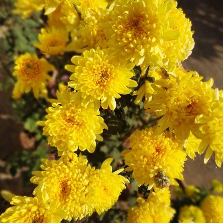 Саджанці Хризантеми мультифлора Кіра Єллоу (Chrysanthеmum Kira Yellow) Р9, фото 1