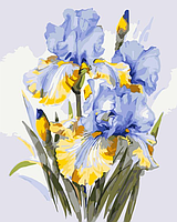 Півники / Іриси / Iris