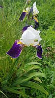 Ірис середньоквітковий, двокольорний біло-синій