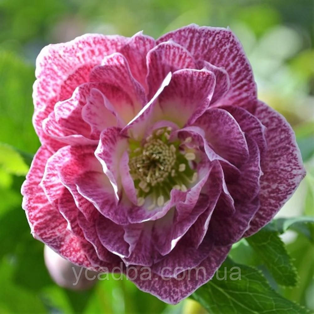 Морозник східний Дабл Пынк Вайт Ендж (горщик 1л), фото 1