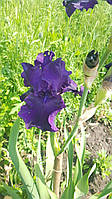 Ірис великоквітковий, синьо-фіолетового кольору, високий дуже красивий