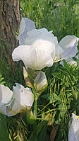 Ірис великоквітковий, білий, дуже красивий