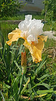 Ірис великоквітковий, двокольорний білий та жовто бежевий, високий дуже красивий