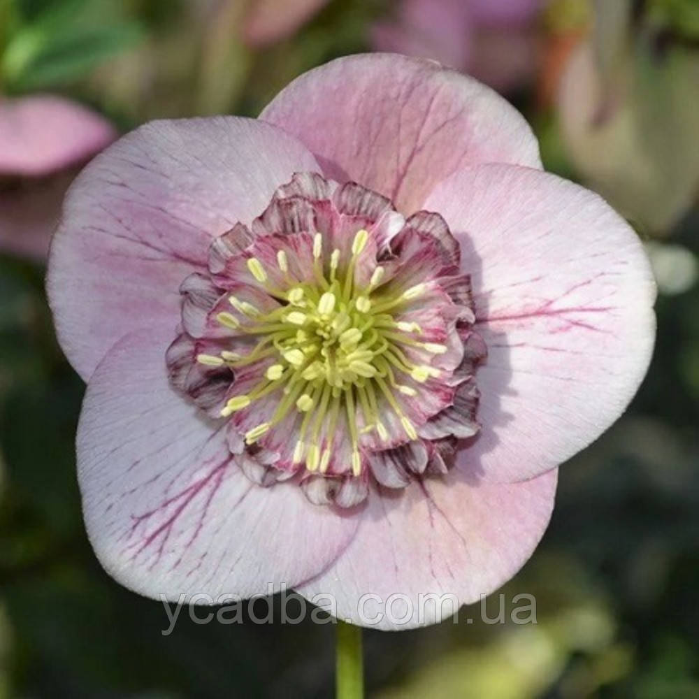 Морозник східний Анемон Апрікот (горщик 1л), фото 1