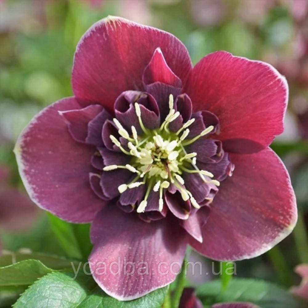 Морозник східний Анемон Ебьоджн Уайт Едже (горщик 1л), фото 1