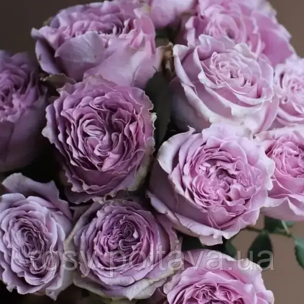 Принцеса Каорі (Princess Kaori), фото 1