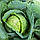 Насіння Капуста Центнер Ельзасу 150 шт СМ, фото 2
