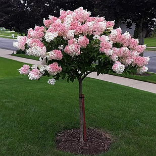 Саджанці Гортензії на штамбі (3-річна) Самарська Лідія / Ренсам Франбонзіні (Hydrangea paniculata Framboisine) С3
