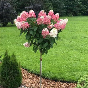 Саджанці Гортензії на штамбі (3-річна) Пінкі Вінкі (Hydrangea paniculata Pinky Winky) С3
