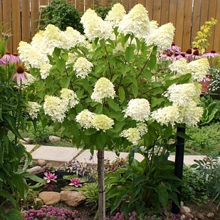 Саджанці Гортензії на штамбі (3-річна) Діамантіно (Hydrangea paniculata Diamantino) С3
