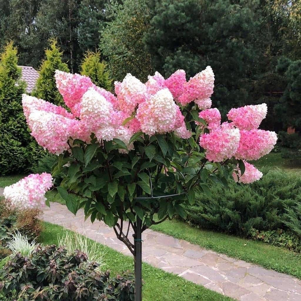 Саджанці Гортензії на штамбі (3-річна) Пінкі Вінкі (Hydrangea paniculata Pinky Winky) С3