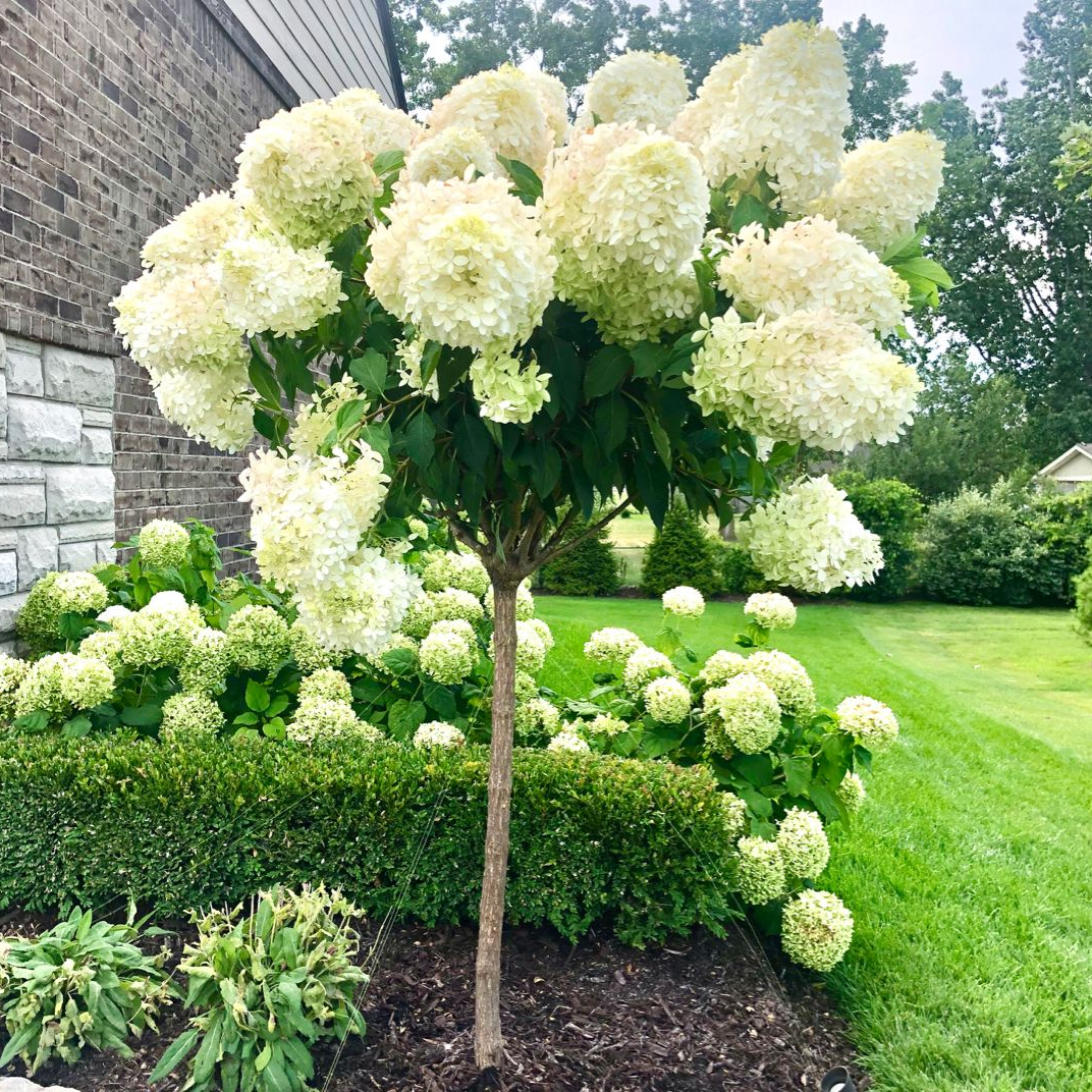 Саджанці Гортензії на штамбі (3-річна) Діамантіно (Hydrangea paniculata Diamantino) С3