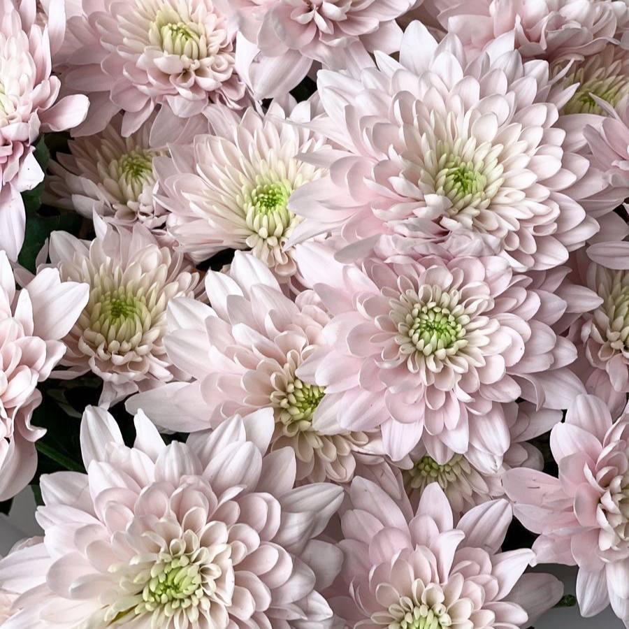 Саджанці Хризантеми великоквіткової Пастел Розеа (Chrysanthеmum Pastel Rosе) Р9, фото 1