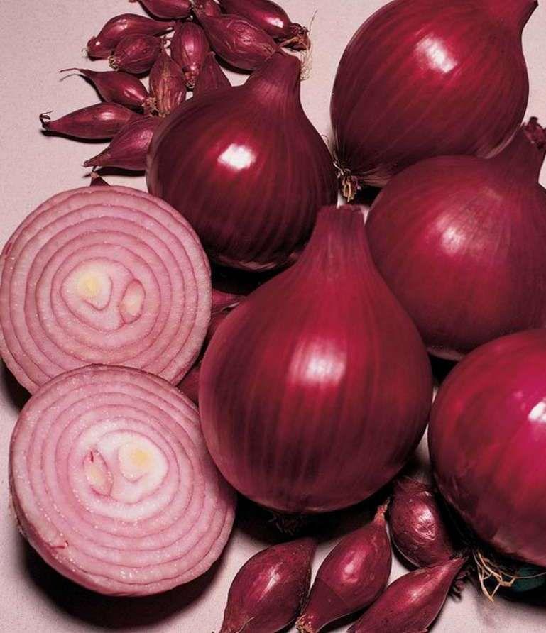 Цибуля саджанка Ред Барон фр.8/16 СІТКА 10кг Голландія