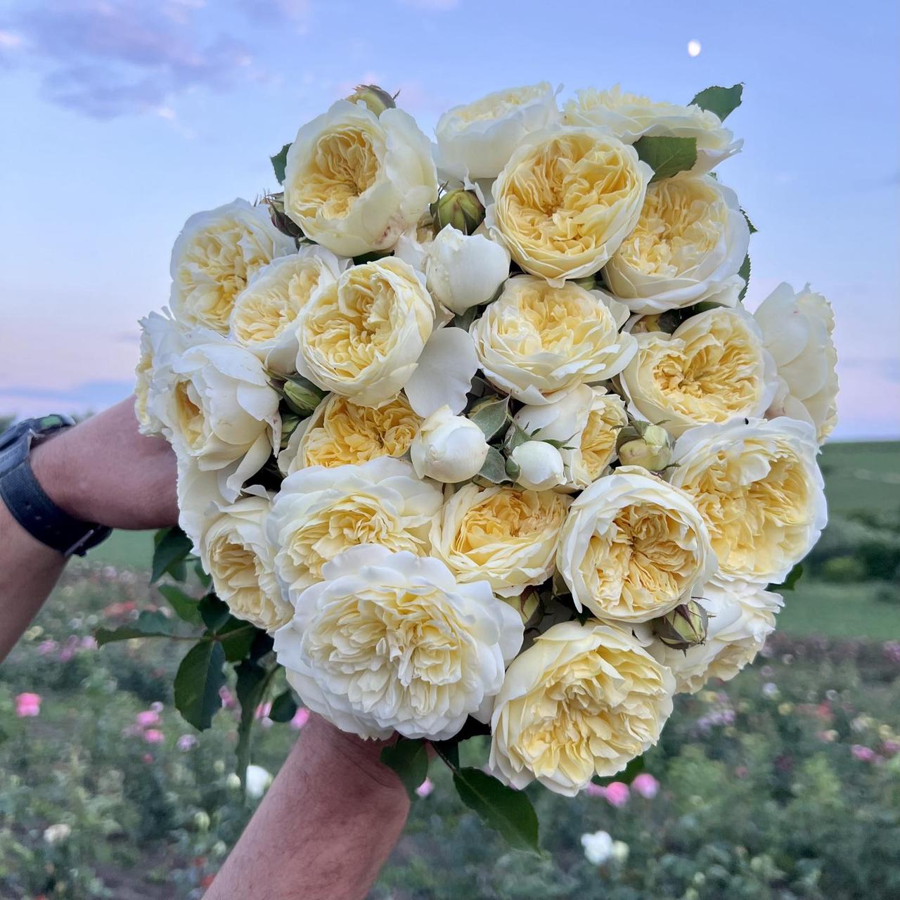 Саджанці  троянди "Kronprinsesse Mary" (Кронпрінцесс Мері)
