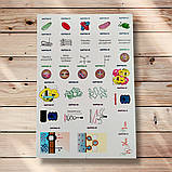 23 інтерактивні картки для підготовки до ЗНО з Біології Авт: Каліберда М. Вид: Соняшник, фото 5