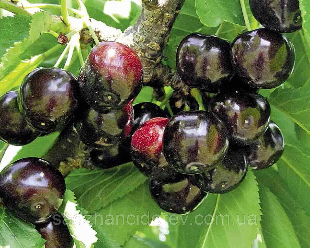 Саджанці черешні Мелітопольська чорна