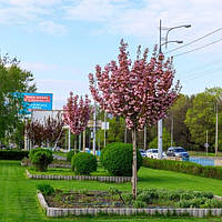 Саджанці  сакури на штамбі Роял Бургунді