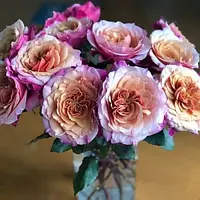 Саджанці троянд Міябі