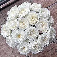 Саджанці троянд Принцеса Міюкі