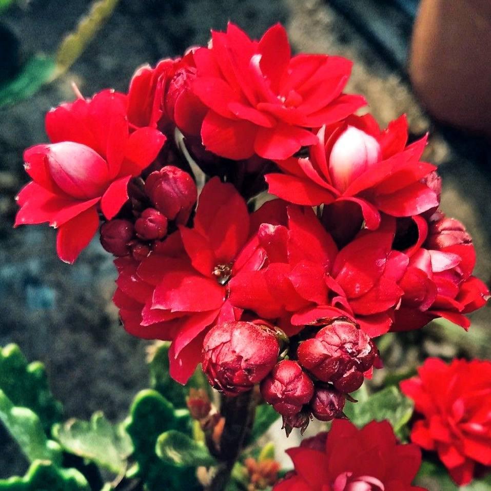 Саджанці Каланхое червоного (Kalanchoe red) Р9, фото 1