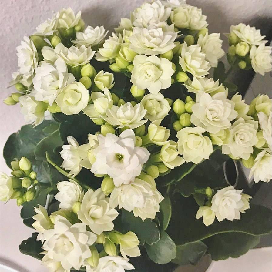Саджанці Каланхое білого (Kalanchoe white) Р9, фото 1