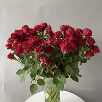 Саджанці троянд спрей Ред Трендсеттер