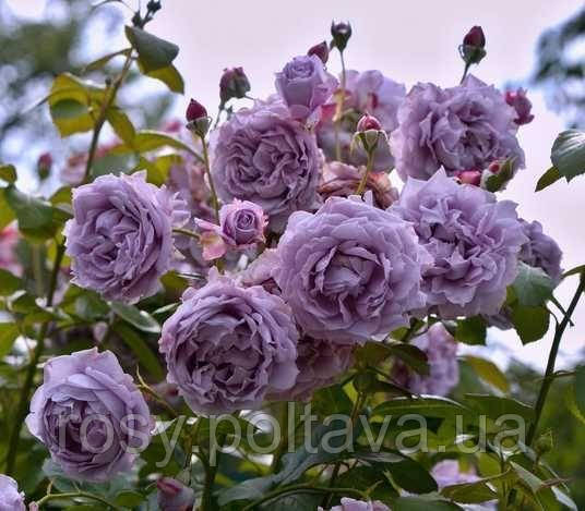 Новаліс (Novalis), фото 1