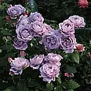 Новаліс (Novalis), фото 2