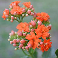 Саджанці Каланхое помаранчевого (Kalanchoe) Р9