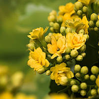 Саджанці Каланхое жовтого (Kalanchoe yellow) Р9