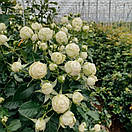 Сноу Ворлд (Snow World ), фото 2