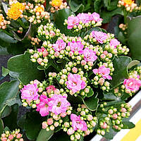Саджанці Каланхое рожевого (Kalanchoe pink) Р9