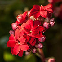 Саджанці Каланхое червоного (Kalanchoe red) Р9