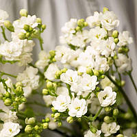 Саджанці Каланхое білого (Kalanchoe white) Р9