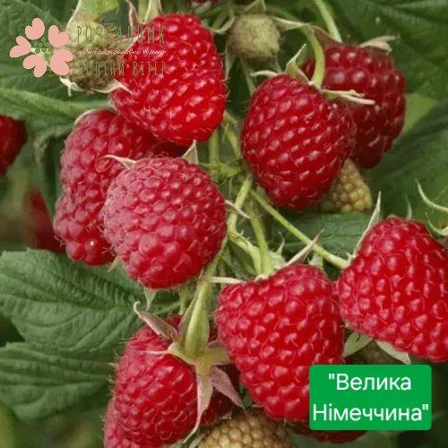 Саджанці малини Велика Німеччина (1 рік, контейнер 1л)