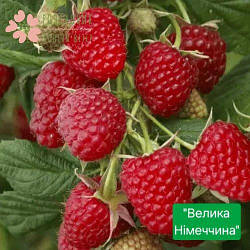 Саджанці малини Велика Німеччина (1 рік, контейнер 1л)